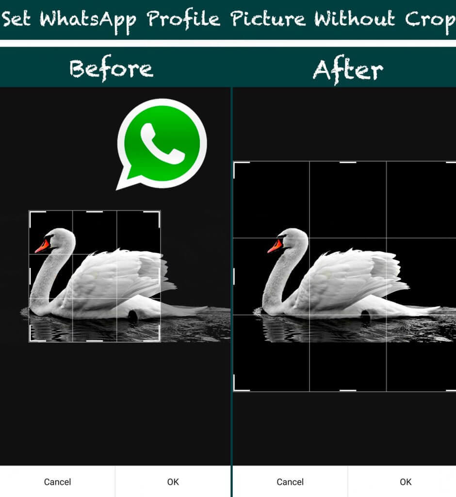 How to Set Full Size Profile Picture on WhatsApp Without Crop