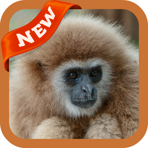 Download Little Gibbon On Branch Wallpaper  Wallpaperscom